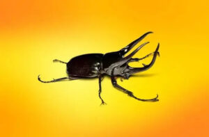 Elephant Beetle Group Steals Millions of Dollars from Different Organizations